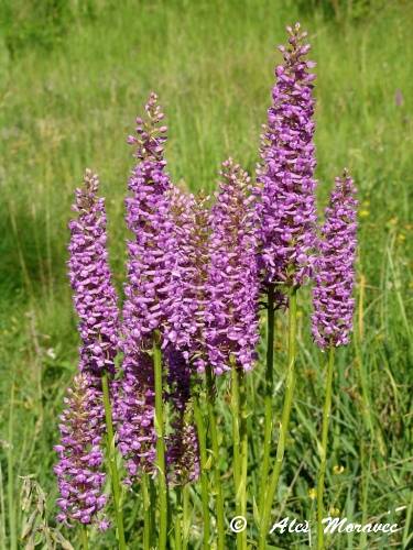 Gymnadenia x densiflora