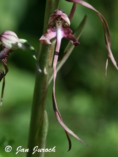 Himantoglossum caprinum