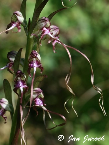 Himantoglossum caprinum