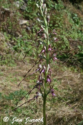 Himantoglossum caprinum