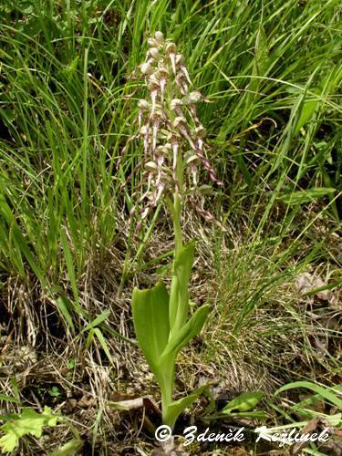 Himantoglossum hircinum