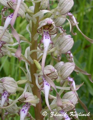 Himantoglossum hircinum