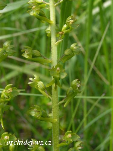 Listera ovata