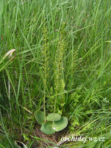 Listera ovata