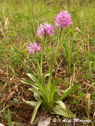 Neotinea tridentata