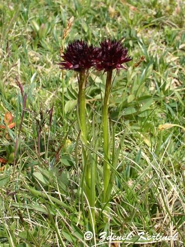 Nigritella nigra