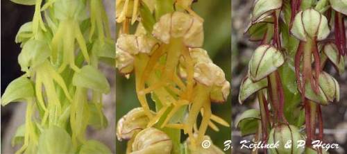 Orchis anthropophora