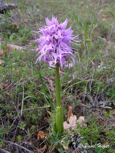 Orchis italica