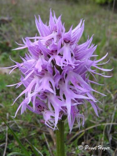 Orchis italica