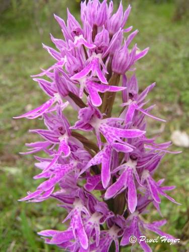 Orchis italica