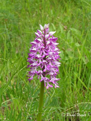 Orchis militaris