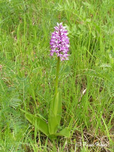 Orchis militaris