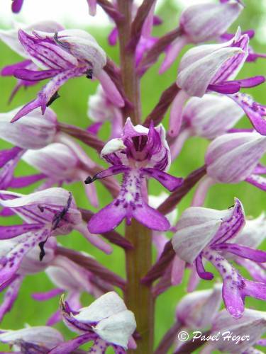 Orchis militaris