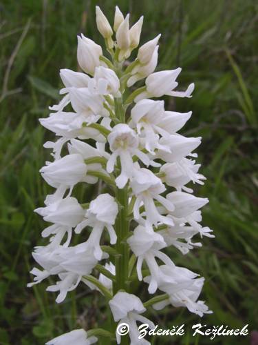 Orchis militaris