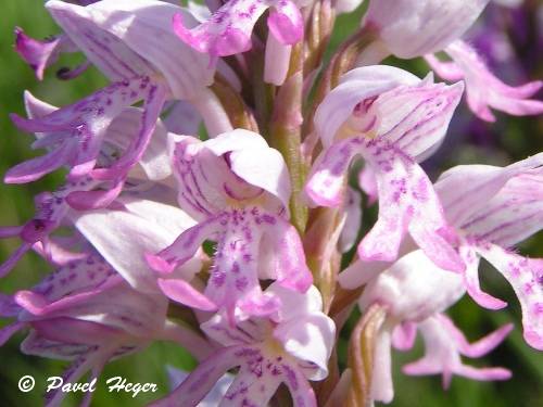 Orchis militaris