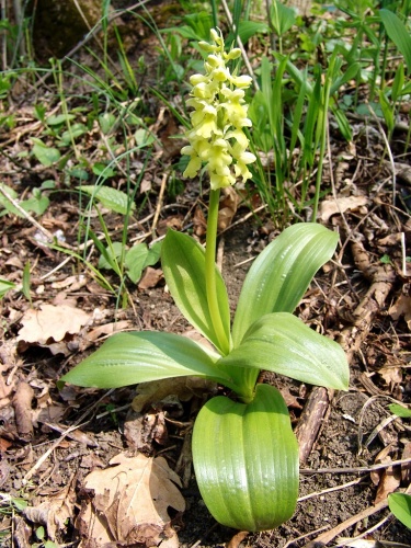 Orchis pallens