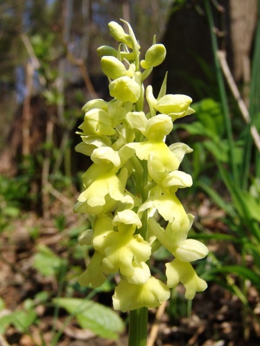 Orchis pallens