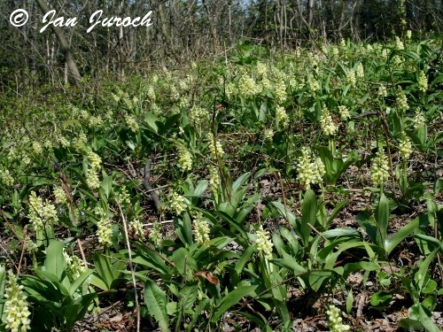 Orchis pallens