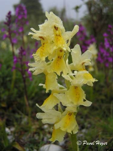 Orchis provincialis subsp. pauciflora