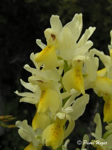 Orchis provincialis subsp. pauciflora