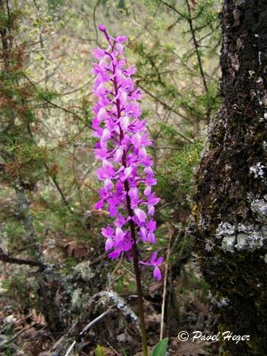 Orchis mascula subsp. pinetorum