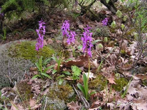 Orchis mascula subsp. pinetorum