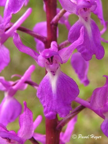 Orchis mascula subsp. pinetorum