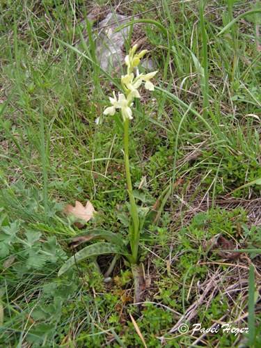 Orchis provincialis 