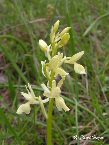 Orchis provincialis 