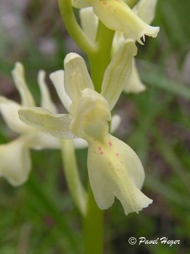 Orchis provincialis 