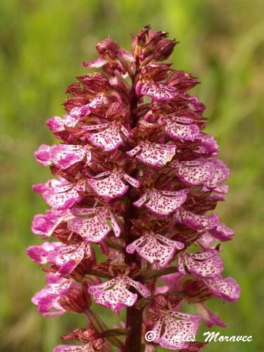 Orchis purpurea