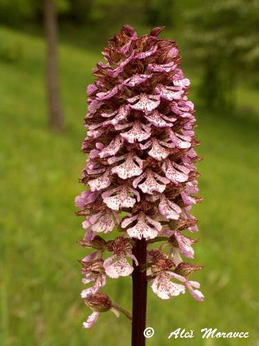 Orchis purpurea