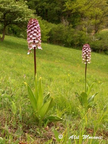 Orchis purpurea