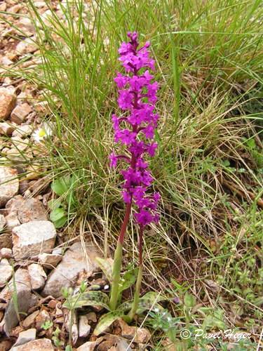 Orchis quadripunctata