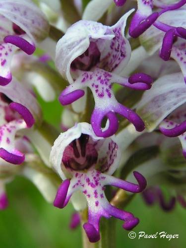 Orchis simia