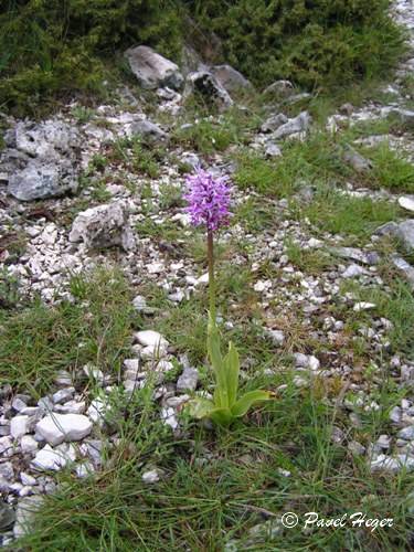 Orchis simia