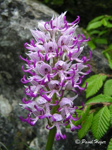 Orchis simia