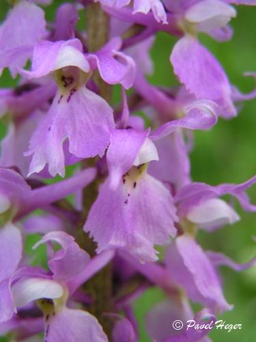 Orchis mascula subsp. speciosa