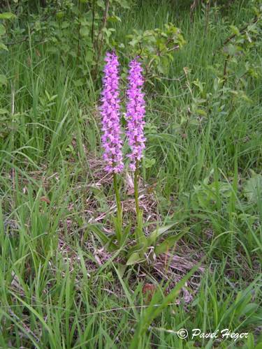 Orchis mascula subsp. speciosa