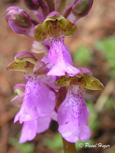 Orchis spitzelii