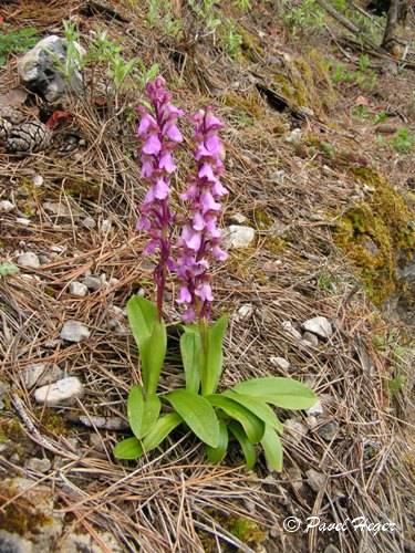 Orchis spitzelii