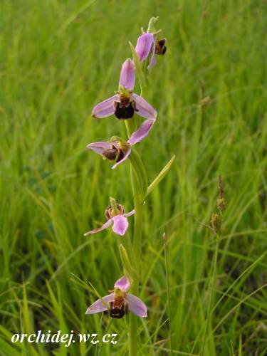 Ophrys apifera