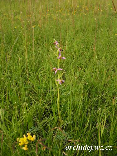 Ophrys apifera