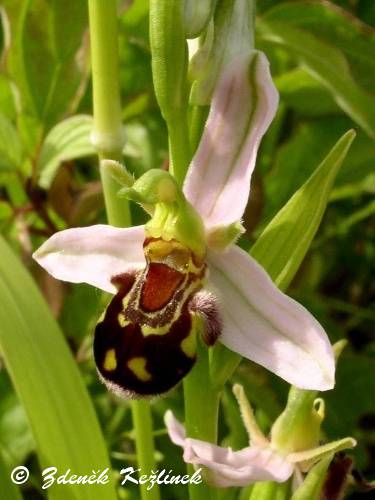 Ophrys apifera