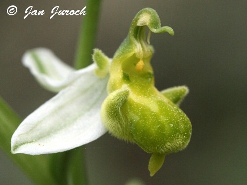 Ophrys apifera