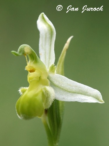 Ophrys apifera