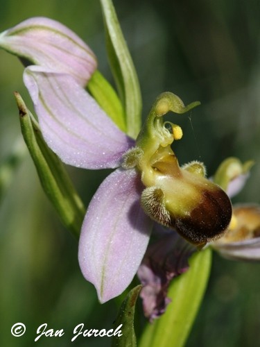 Ophrys apifera