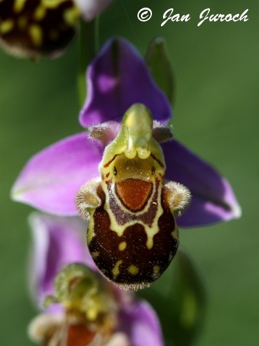 Ophrys apifera