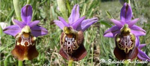 Ophrys fuciflora subsp. apulica