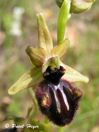 Ophrys sphegodes subsp. atrata